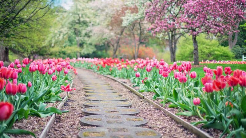 Suggerimenti per preparare il giardino all’estate: i consigli di Ezooza